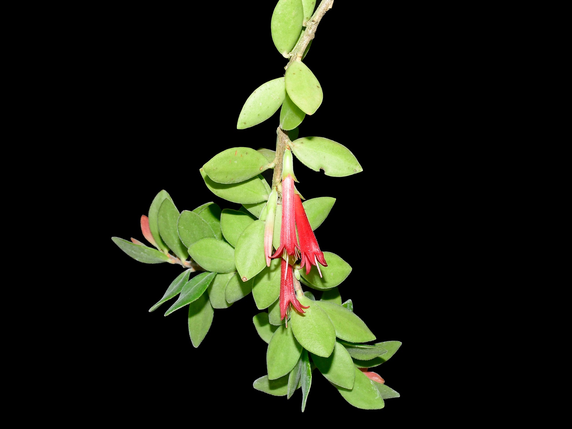 Ceratostema kiatana — Ecuagenera Orquídeas del Ecuador