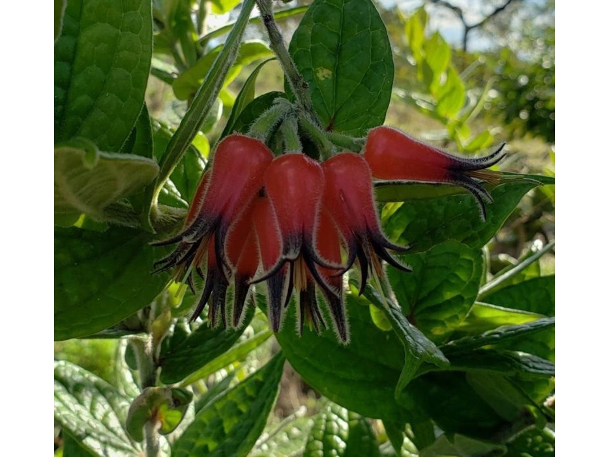 Ceratostema lanigerum — Ecuagenera Orquídeas del Ecuador