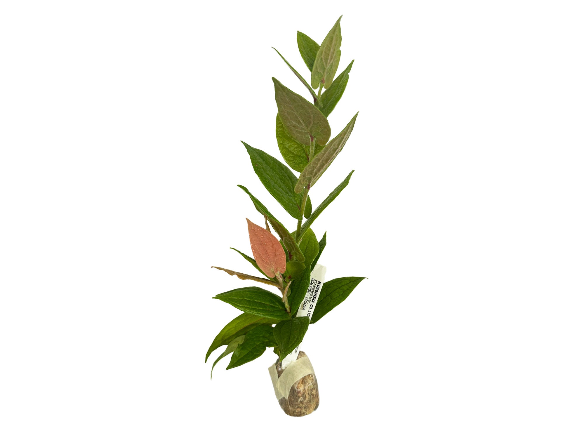 Ceratostema lanigerum — Ecuagenera Orquídeas del Ecuador