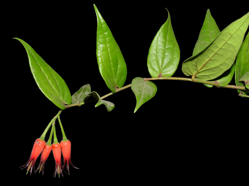 Ceratostema lanigerum var Ecuagenera