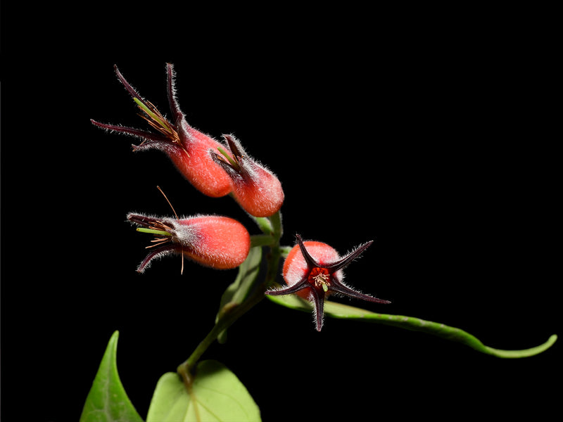 Ceratostema lanigerum var Ecuagenera