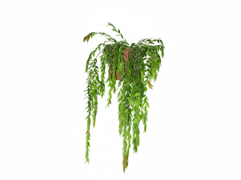 Ceratostema_loucianae..