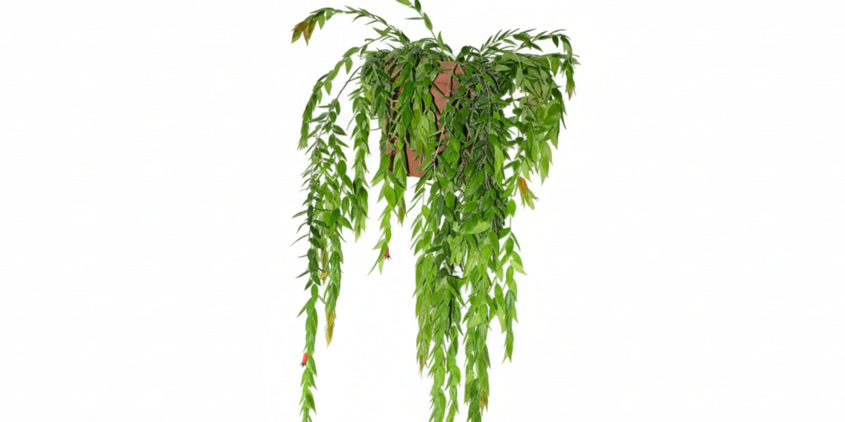 その他観葉植物 Ceratostema louicianae 8 Ceratostema_loucianae..