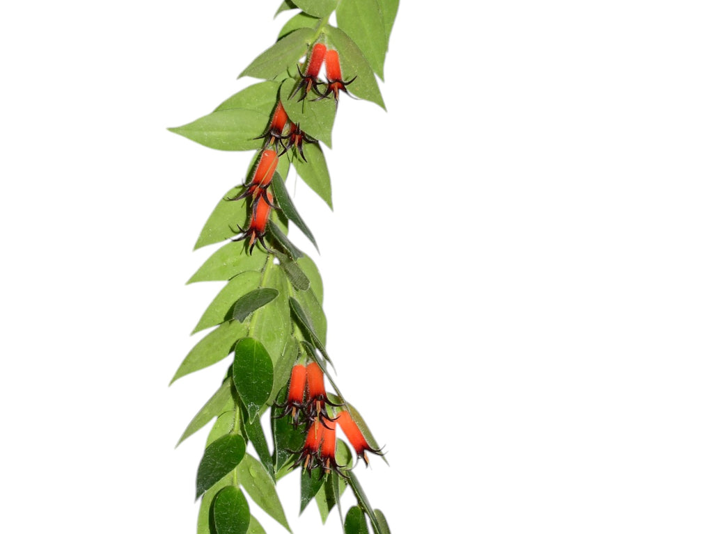 希少着生ツツジ Ceratostema louicianae Ecuador Ceratostema loucianae — Ecuagenera Orquídeas del Ecuador