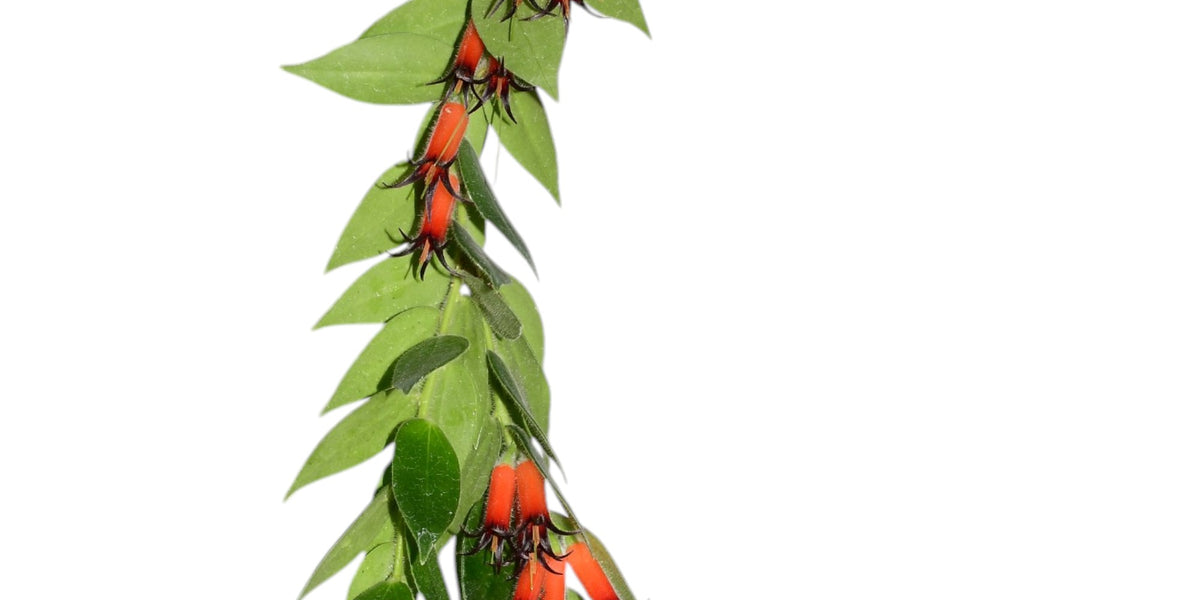 Ceratostema_loucianae_1200x600