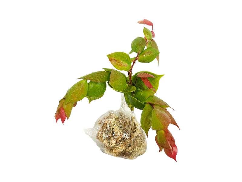 Ceratostema loucianae