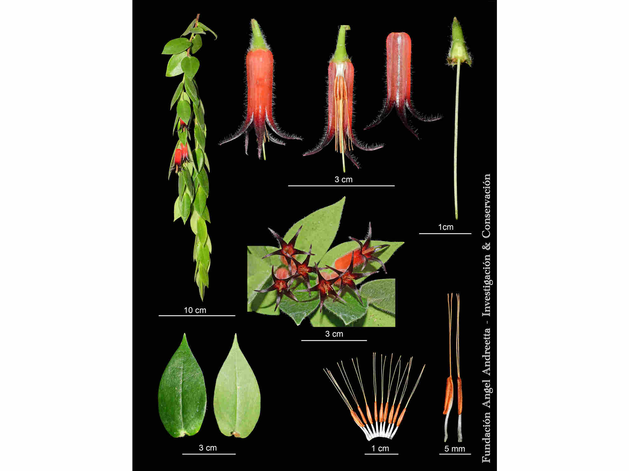 Ceratostema loucianae — Ecuagenera Orquídeas del Ecuador