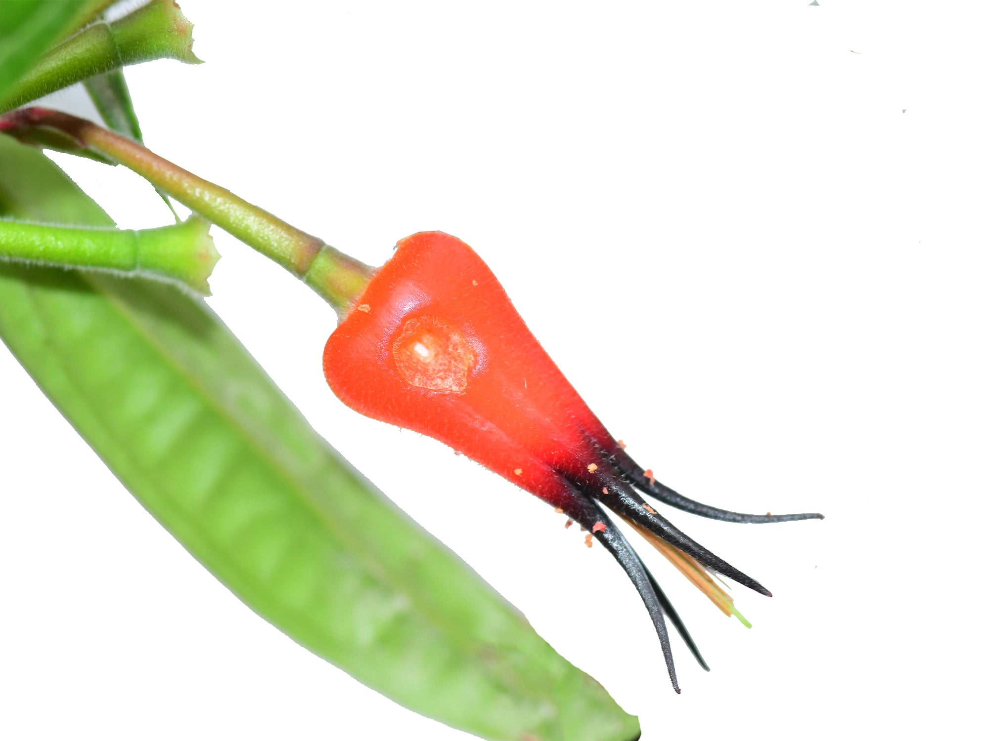 Ceratostema kiatana セラトステマ　着生ツツジ　南米ツツジ 最安値，2025】 Ceratostema pedunculatum セラトステマ 着生ツツジ