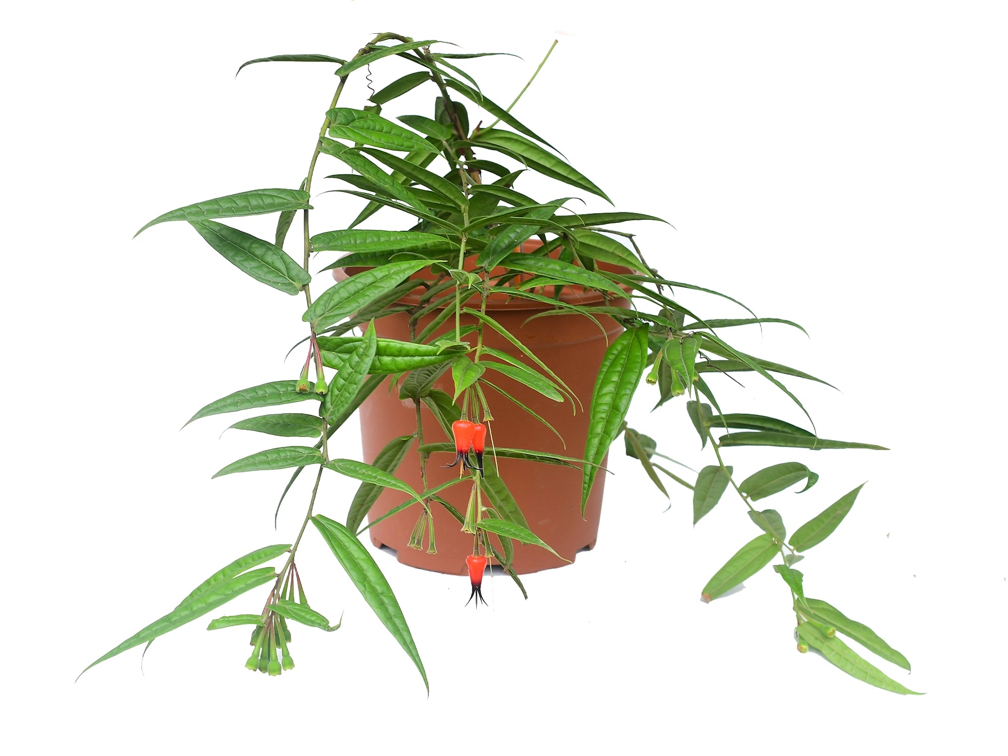 Ceratostema pedunculatum セラトステマ 着生ツツジ