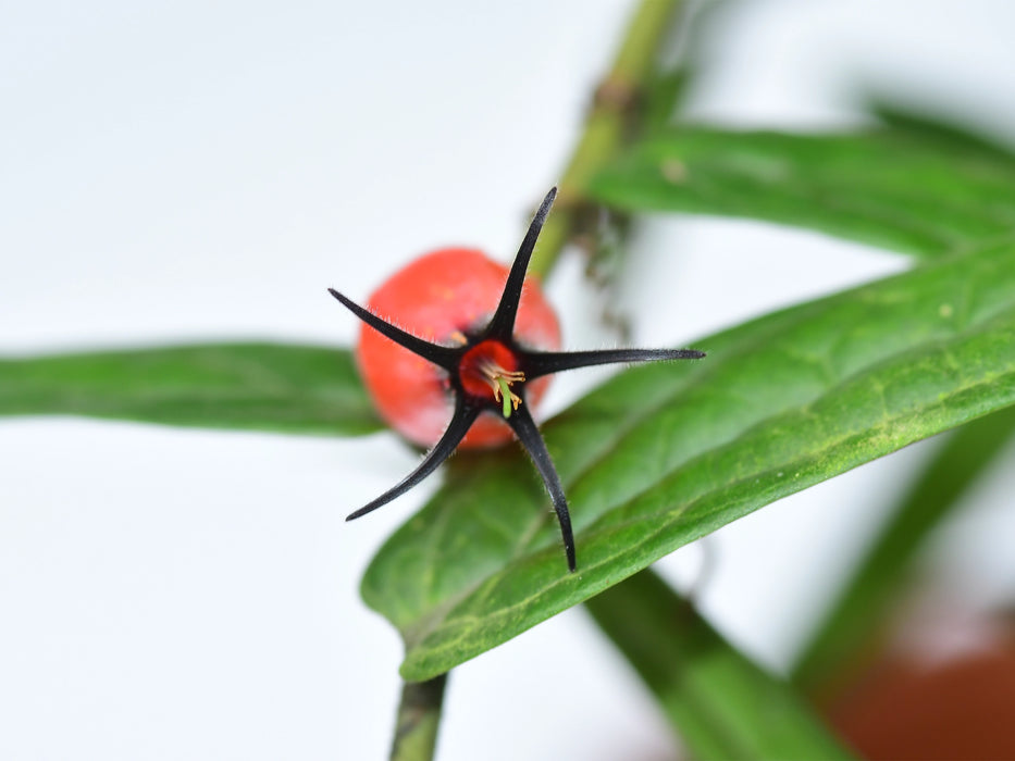 Ceratostema pedunculatum