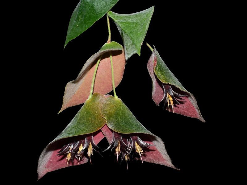 Ceratostema pendens — Ecuagenera Orquídeas del Ecuador Ceratostema pendens — Ecuagenera Orquídeas del Ecuador