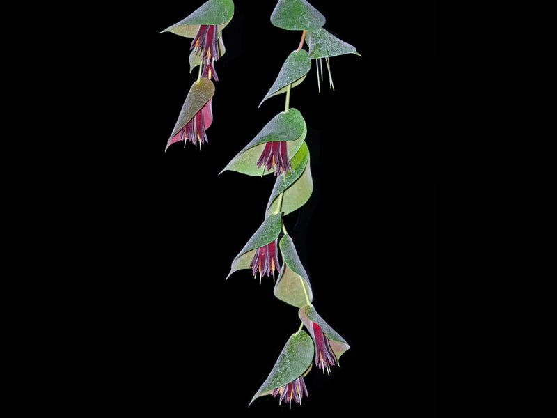 Ceratostema pendens — Ecuagenera Orquídeas del Ecuador Ceratostema pendens — Ecuagenera Orquídeas del Ecuador