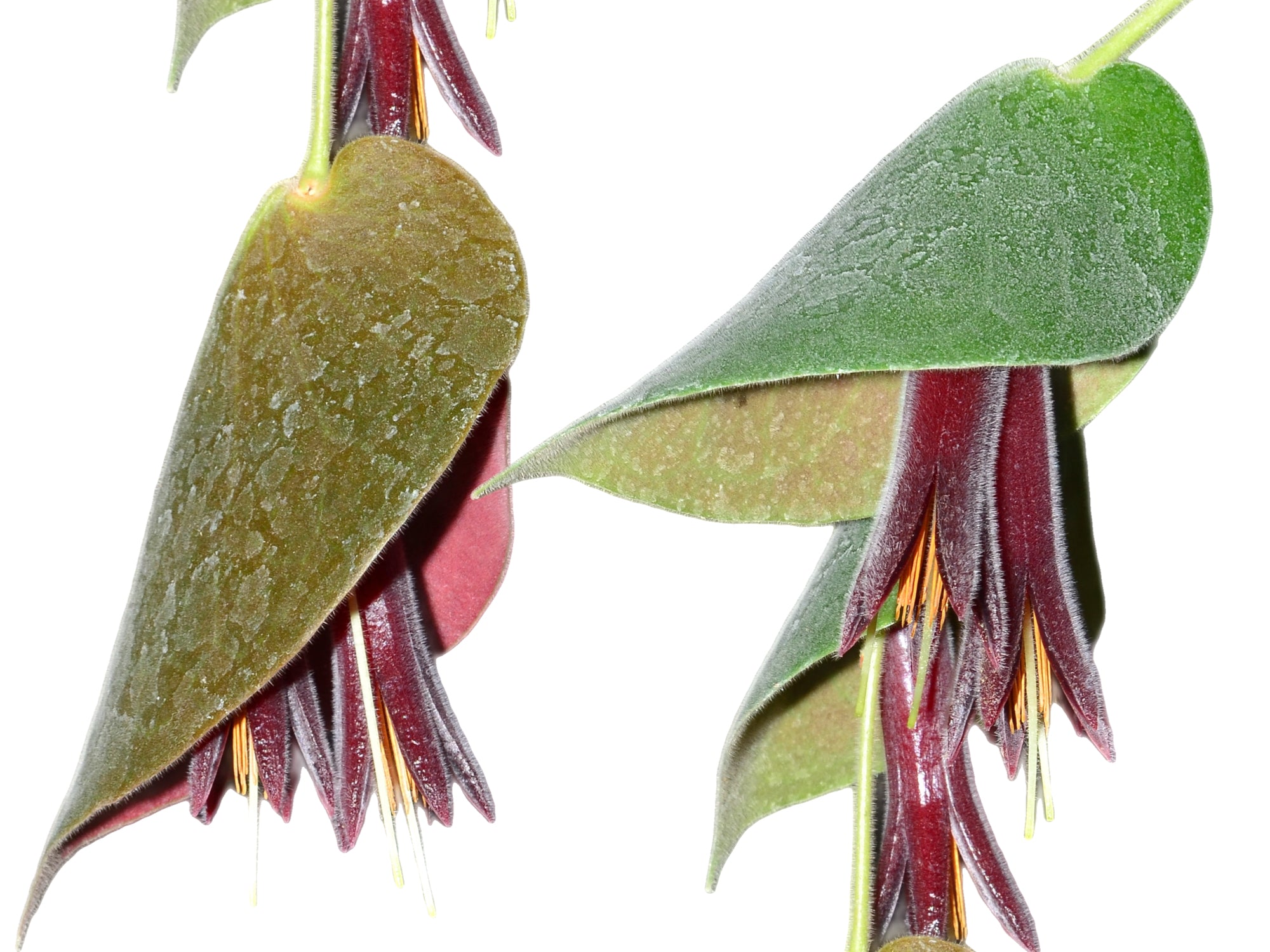 Ceratostema pendens — Ecuagenera Orquídeas del Ecuador