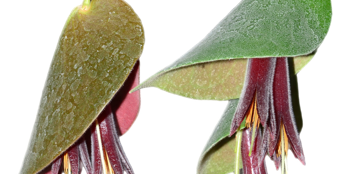 セラトステマ　ペンデンス　ケラトステマ ceratostema pendens Ceratostema pendens [ セラトステマ・ペンデンス ] 【 PN230317-17 】