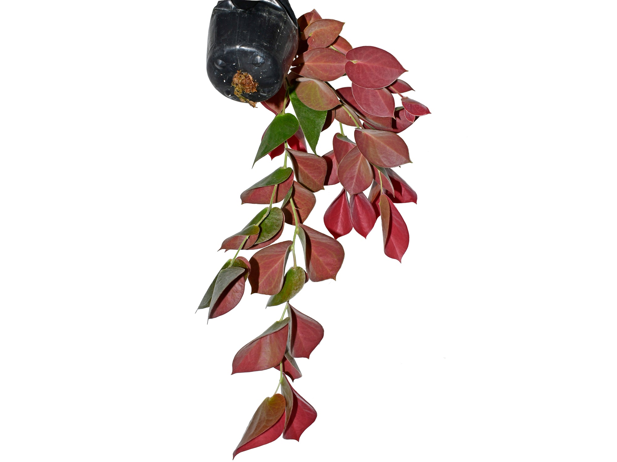 Ceratostema pendens f. red