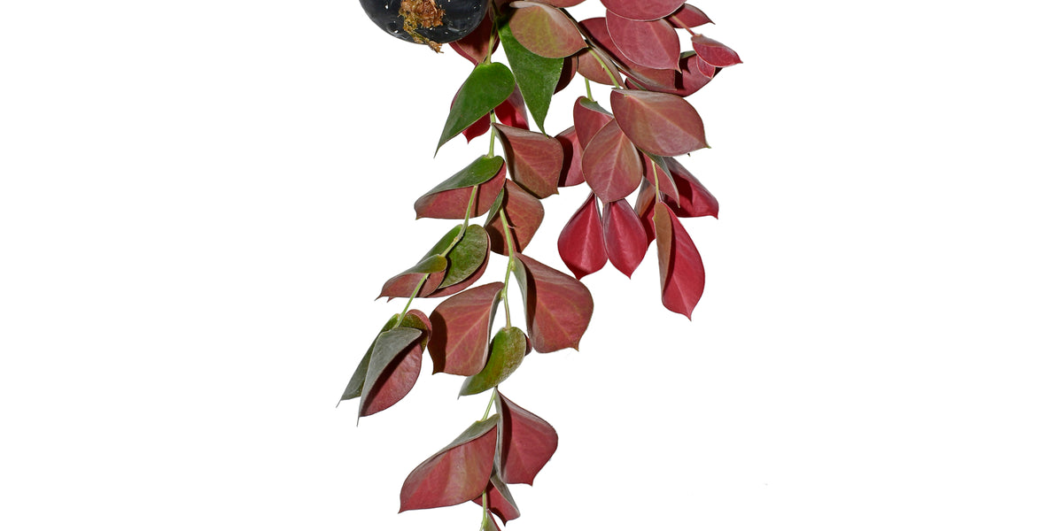 Ceratostema_pendens_f.