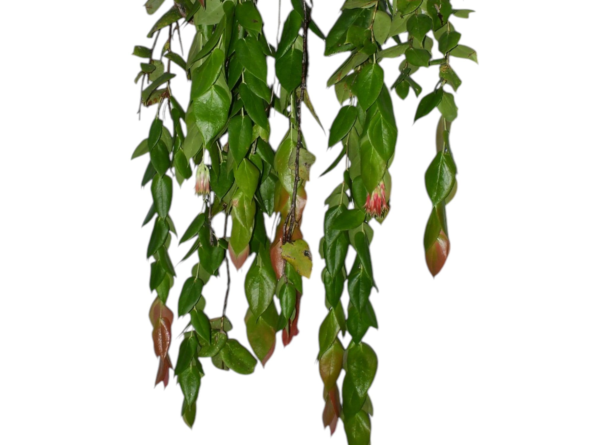 Ceratostema pepeportillae — Ecuagenera Orquídeas del Ecuador