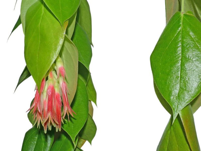 Ceratostema pepeportillae