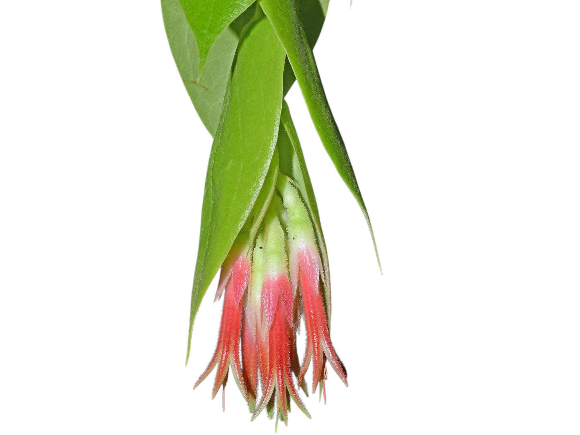 Ceratostema pepeportillae — Ecuagenera Orquídeas del Ecuador