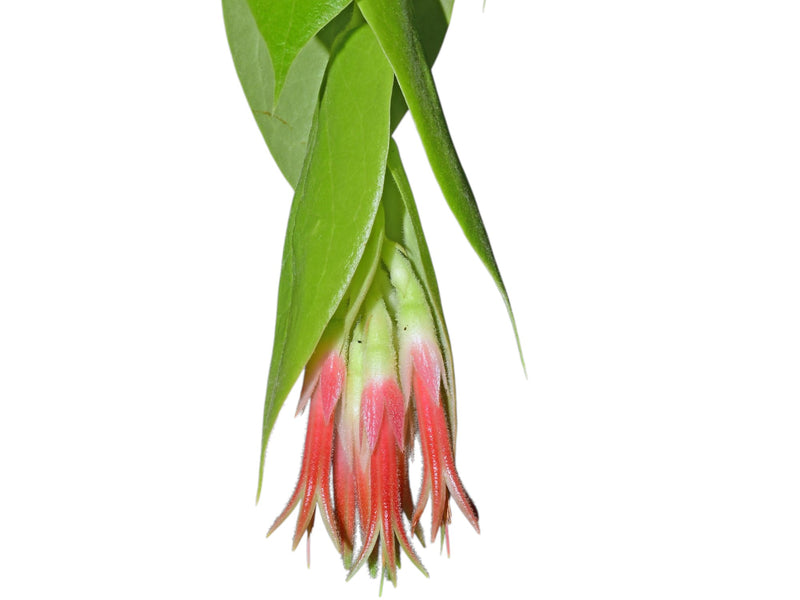 Ceratostema pepeportillae