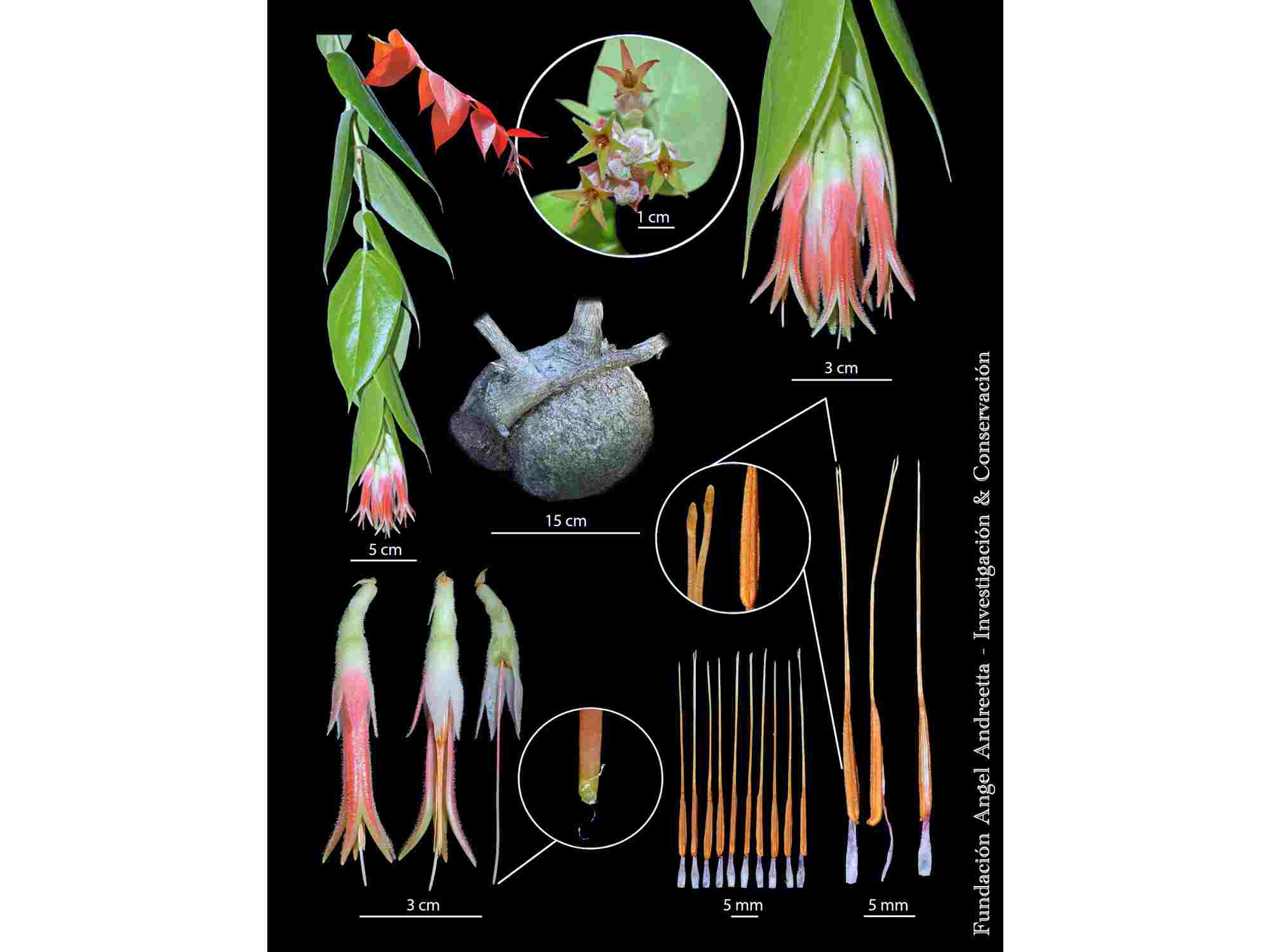 Ceratostema pepeportillae — Ecuagenera Orquídeas del Ecuador