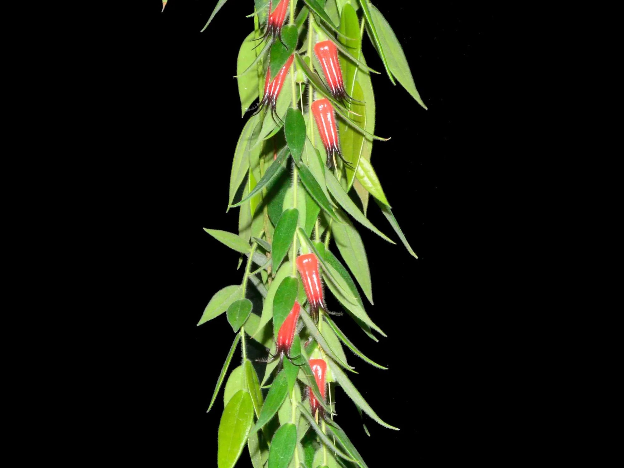 Ceratostema rauhii ケラトステマ ラウヒー 着生植物 熱帯植物