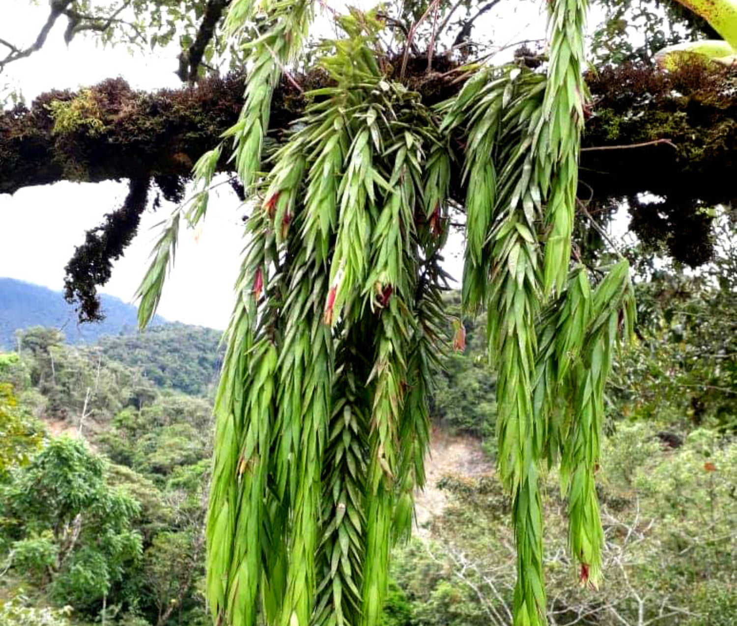その他観葉植物 Ceratostema rauhii Ceratostema rauhii — Ecuagenera Orquídeas del Ecuador