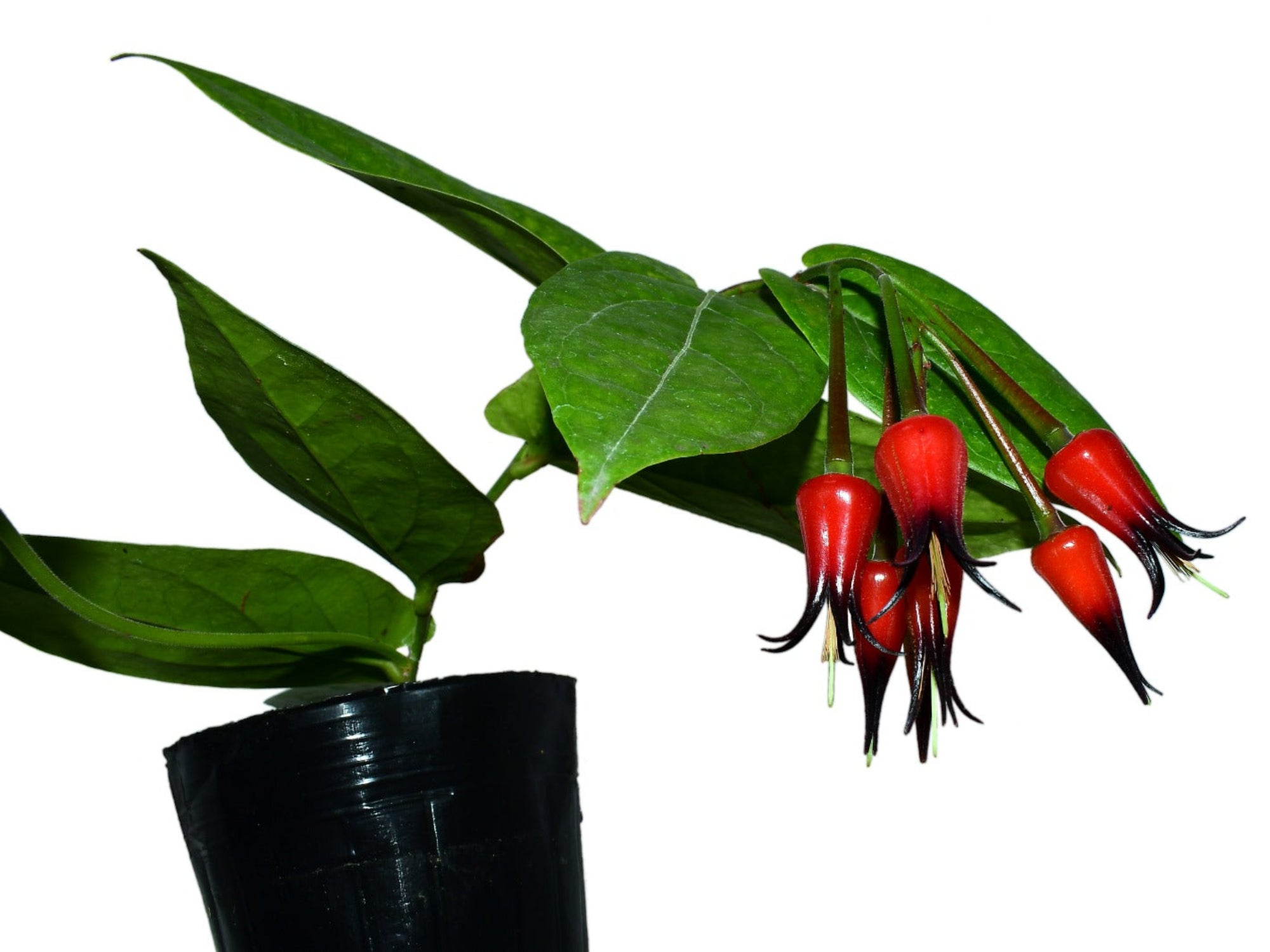 Ceratostema silvicola — Ecuagenera Orquídeas del Ecuador