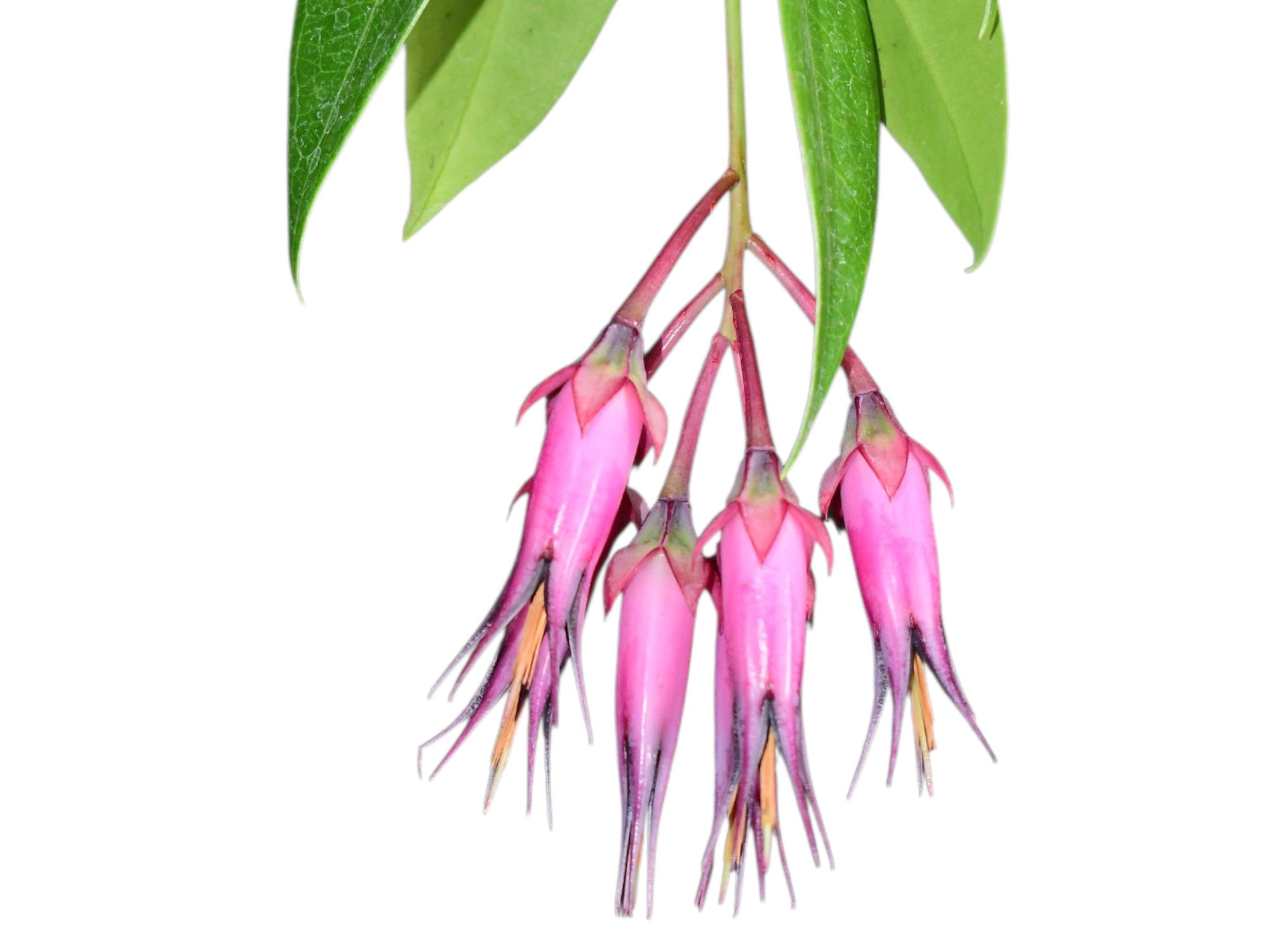 その他観葉植物 ceratostema zamorana Ceratostema zamorana — Ecuagenera Orquídeas del Ecuador