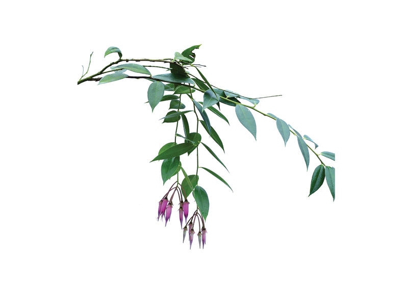 Ceratostema zamorana — Ecuagenera Orquídeas del Ecuador Ceratostema zamorana — Ecuagenera Orquídeas del Ecuador
