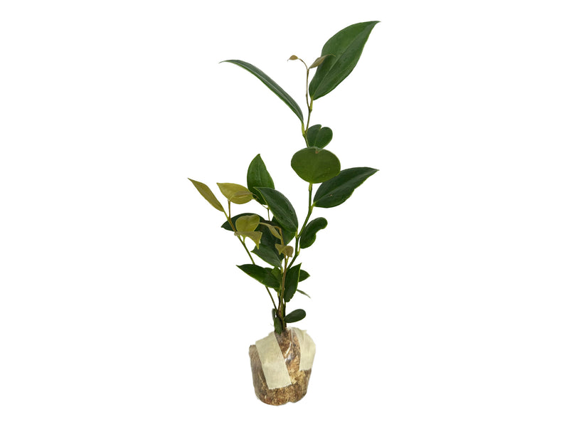 Ceratostema zamorana