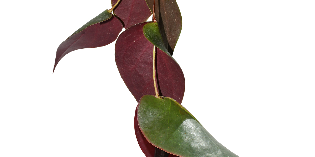 Ceratostema ingridportillae — Ecuagenera Orquídeas del Ecuador Ceratostema ingridportillae — Ecuagenera Orquídeas del Ecuador