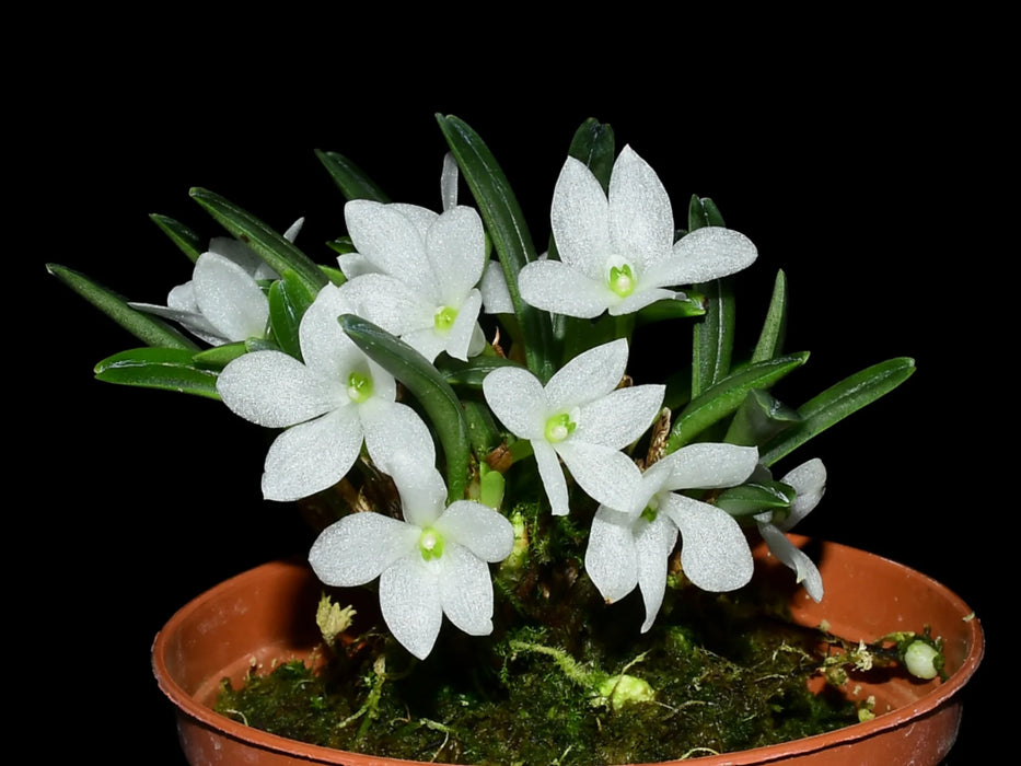 Ceratostylis pristina