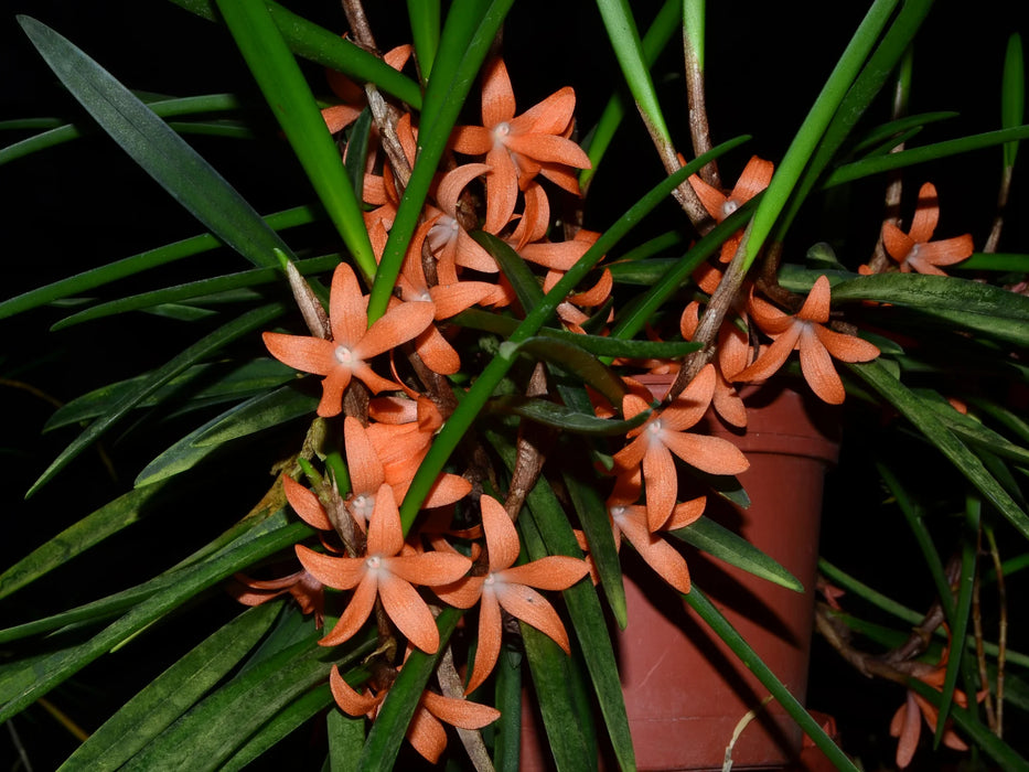 Ceratostylis retisquama