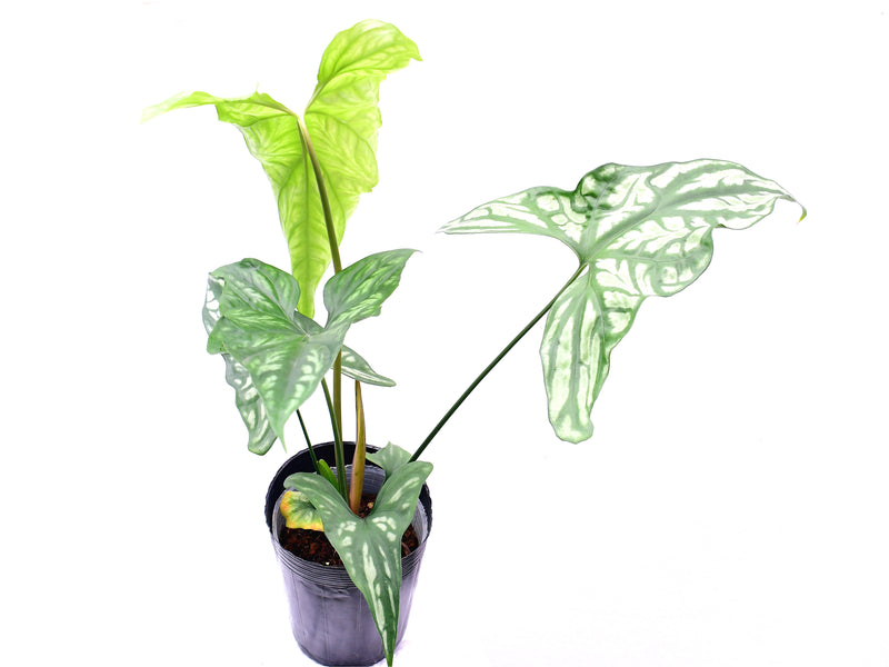 Cercestis mirabilis