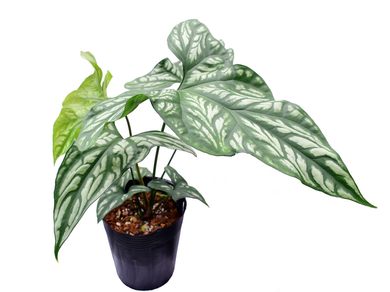 Cercestis mirabilis