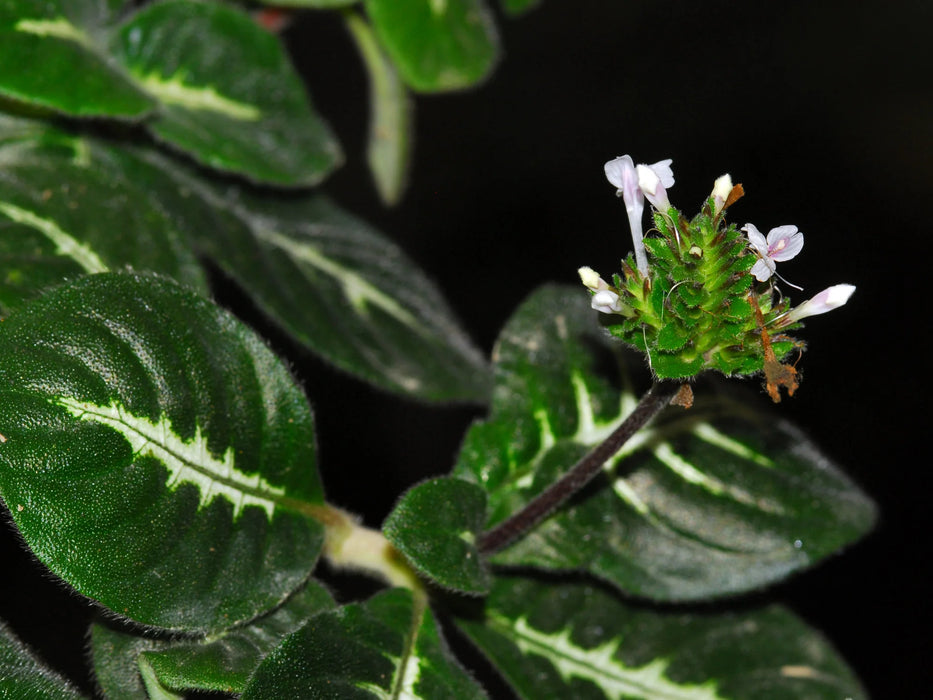 Chamaeranthemum igneum