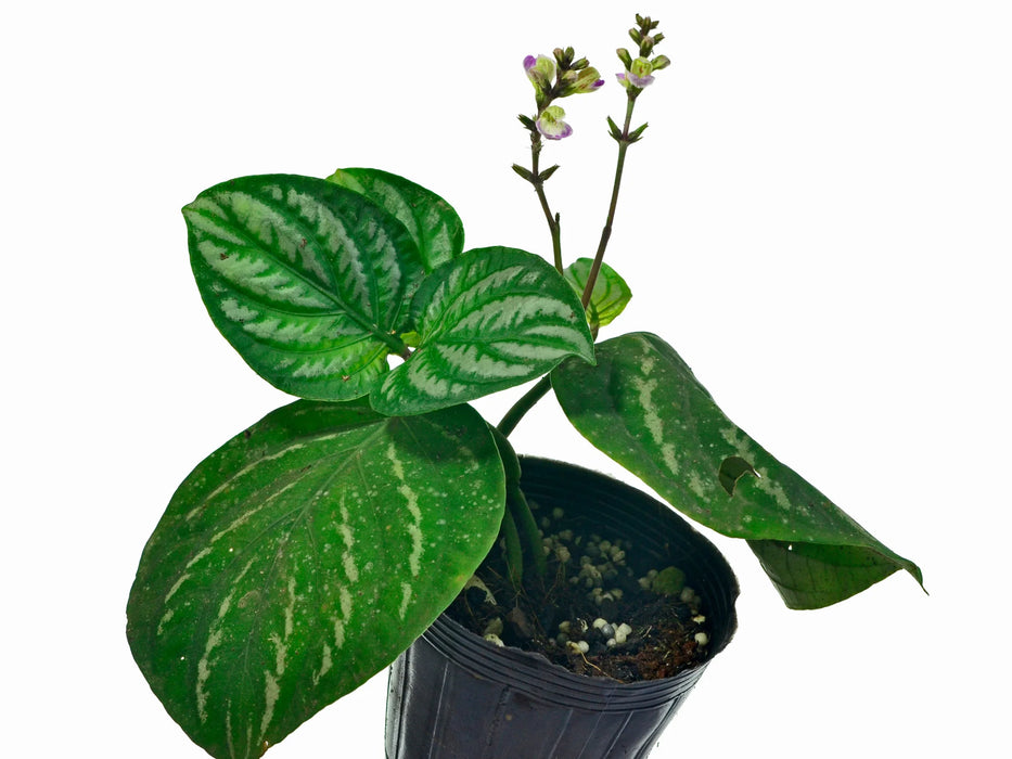 Chamaeranthemum venosum 1