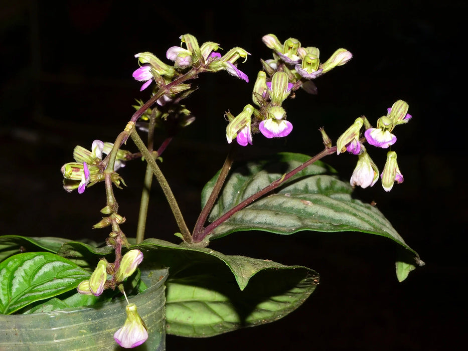 Chamaeranthemum venosum 1