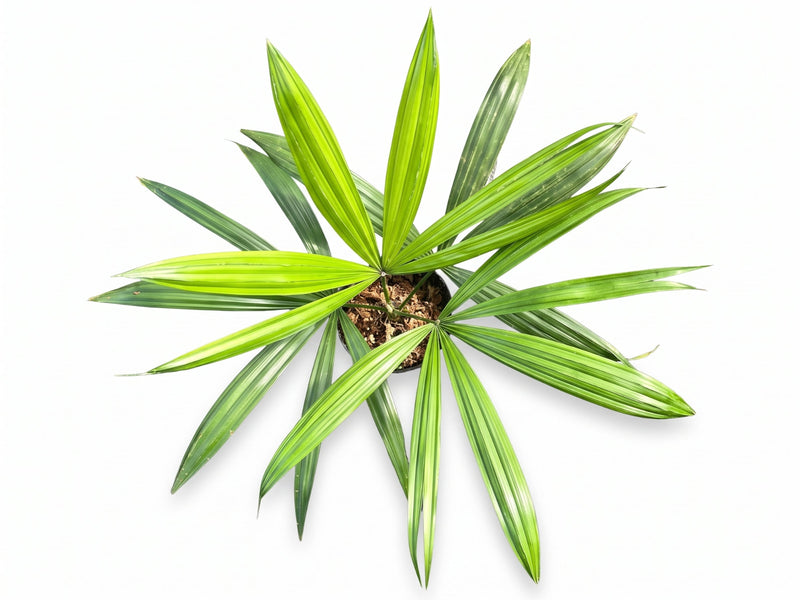 Chelyocarpus ulei