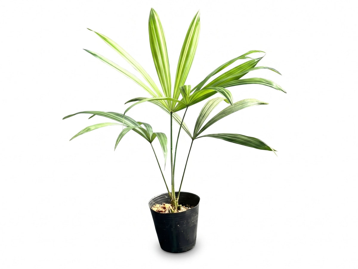 Chelyocarpus ulei