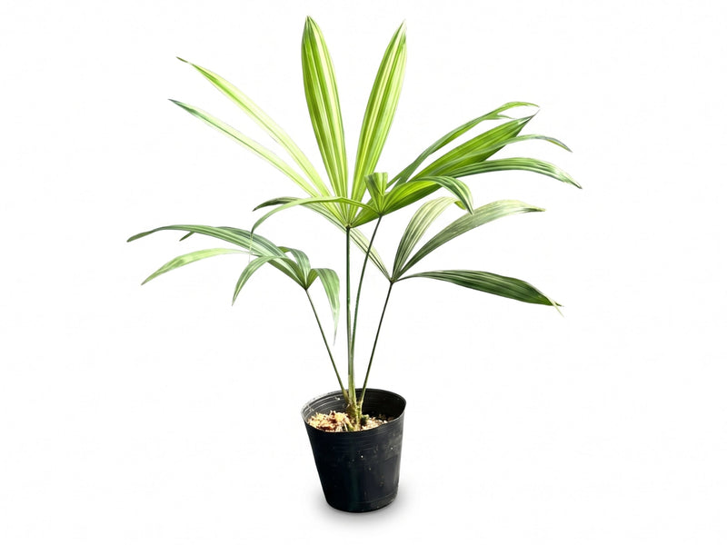 Chelyocarpus ulei