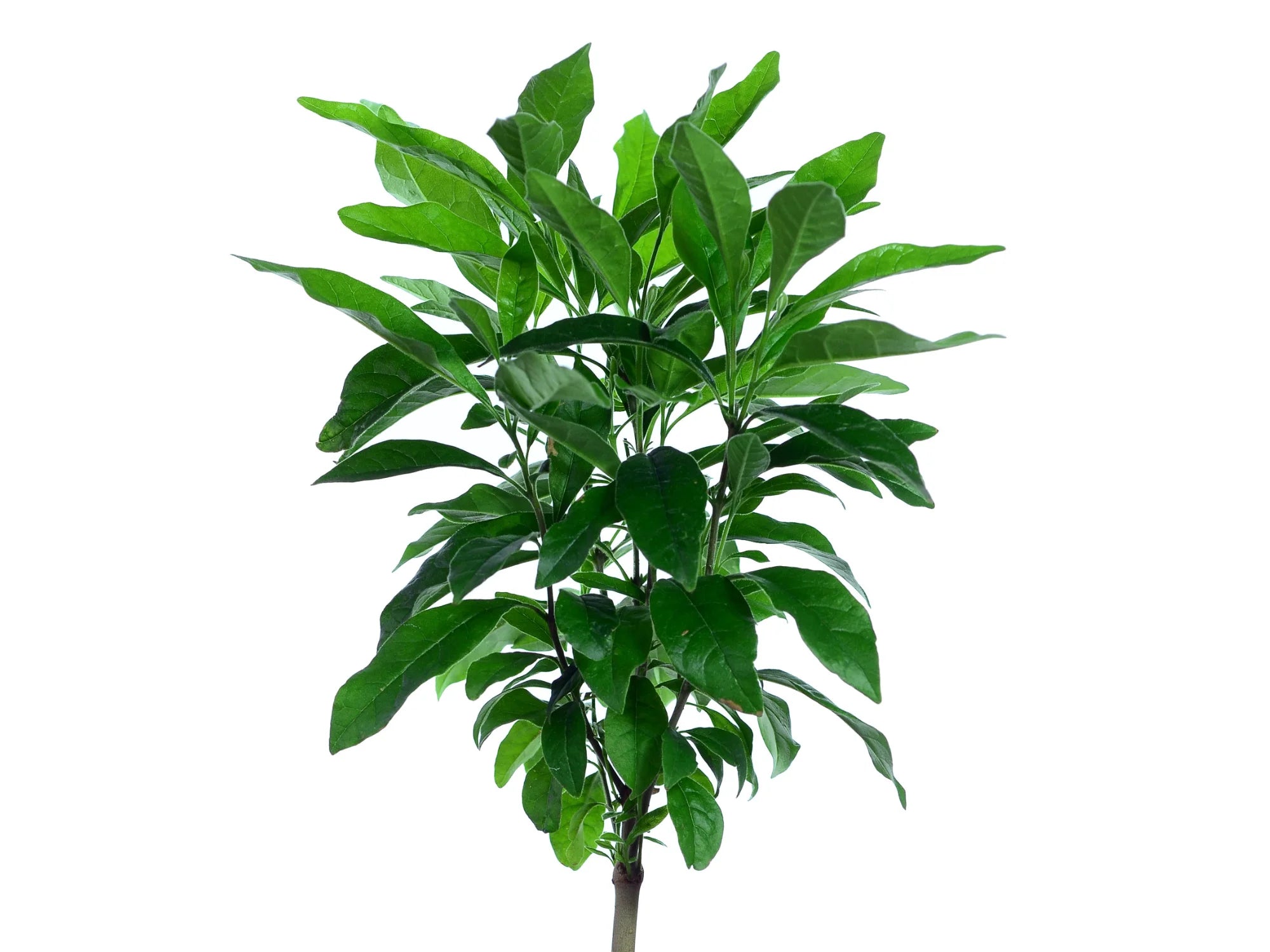 Chionanthus pubescens