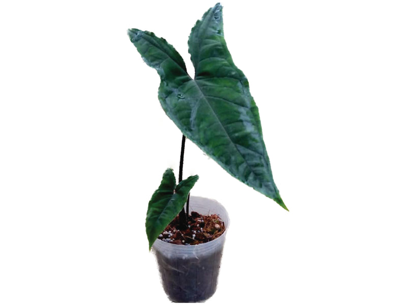 Chlorospatha atropurpurea