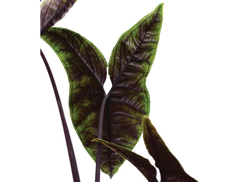 Chlorospatha atropurpurea