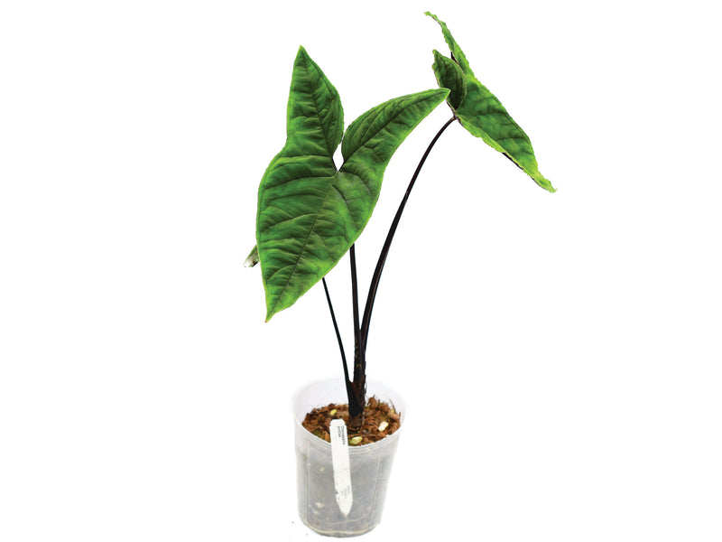 Chlorospatha atropurpurea