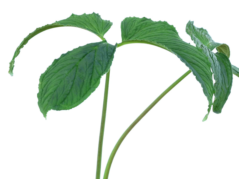 Chlorospatha corrugata