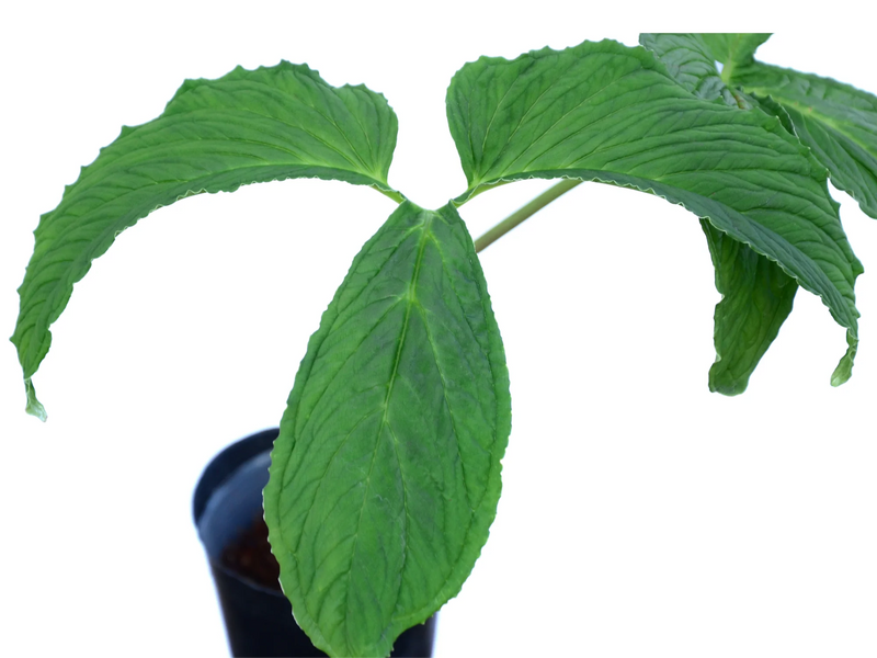 Chlorospatha corrugata