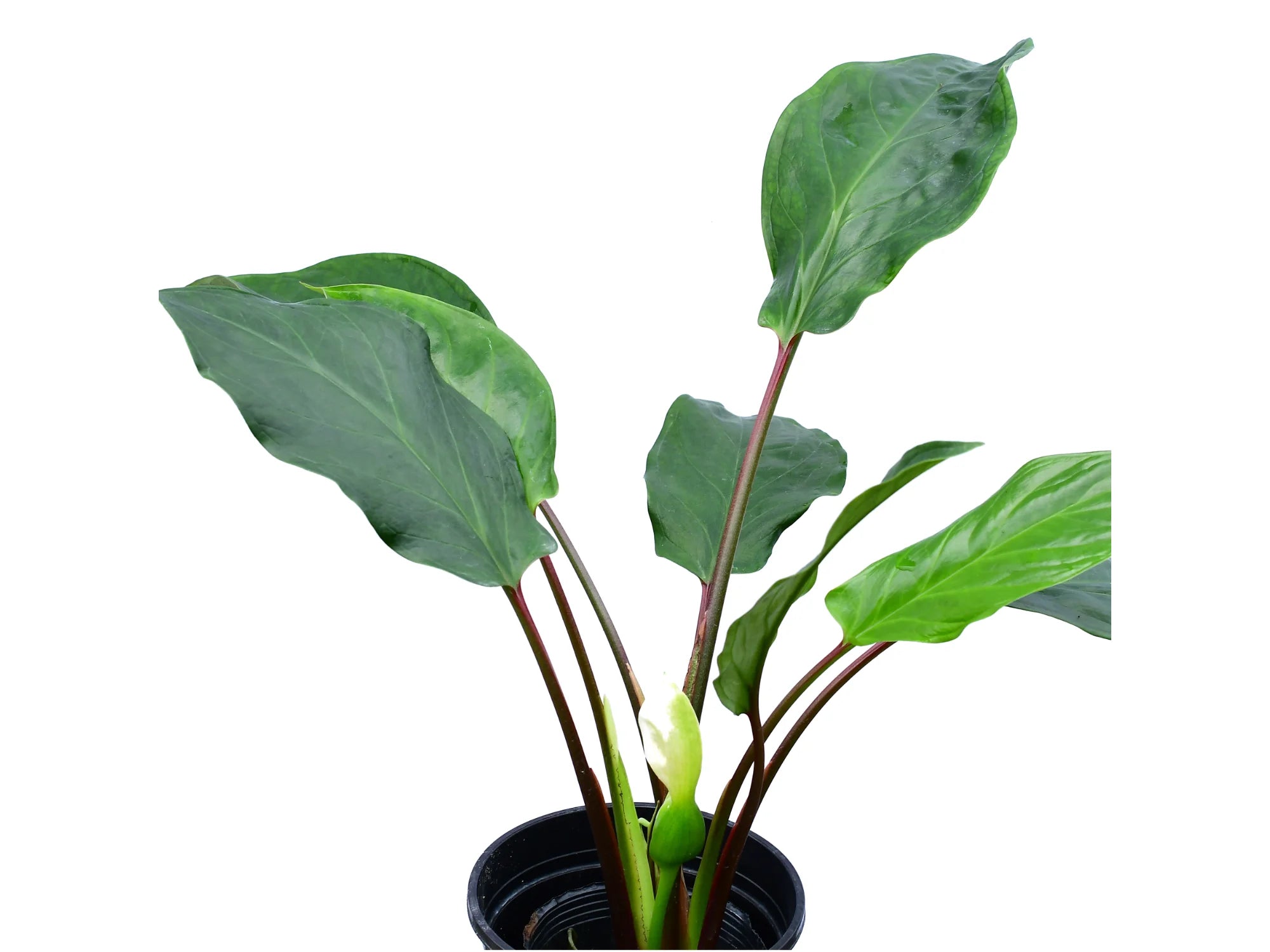 Chlorospatha Morona Santiago