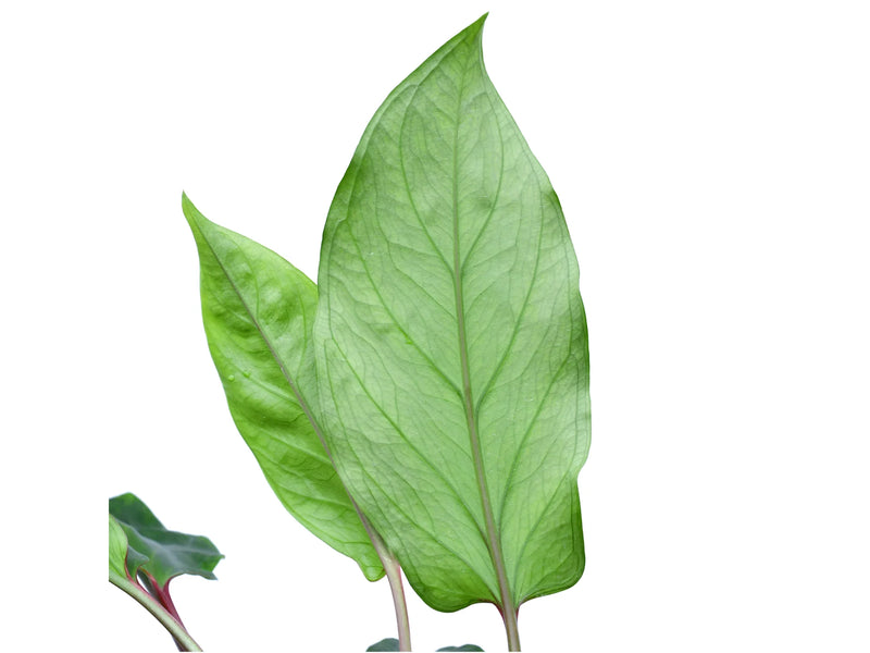 Chlorospatha sp 'Morona Santiago'